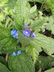 Pentaglottis sempervirens