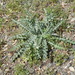 Cobwebby Thistle - Photo (c) Ron Vanderhoff, some rights reserved (CC BY-NC), uploaded by Ron Vanderhoff