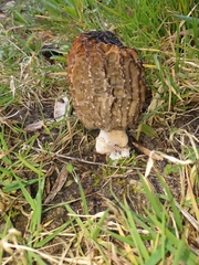 Morchellaceae