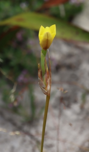 Image of Bobartia gladiata by (c) Tony Rebelo, some rights reserved (CC BY-SA)