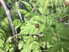 Harmonia axyridis