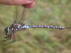 Aeshna interrupta interrupta