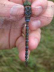 Aeshna interrupta interrupta