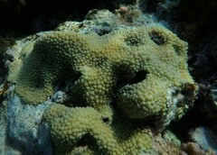 Image of Hydnophora microconos