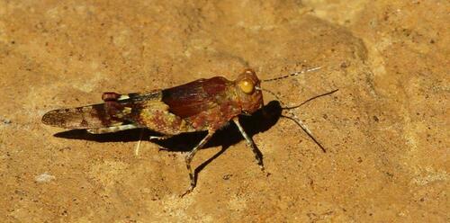 Sphingonotus canariensis