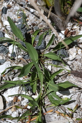 Polygonella