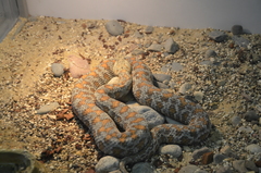 Macrovipera lebetinus