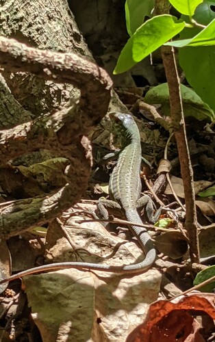 Cope's Ameiva