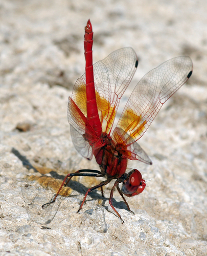 Orange-winged Dropwing