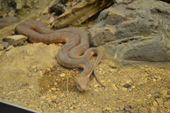 Macrovipera lebetinus schweizeri