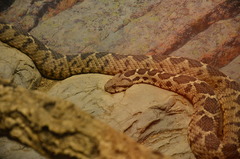 Montivipera xanthina