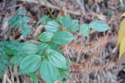 Lindera aggregata iNat (3)