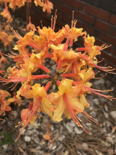 Rhododendron calendulaceum image