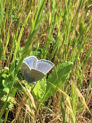Icaricia icarioides missionensis