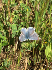 Icaricia icarioides missionensis