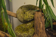 Protobothrops mangshanensis
