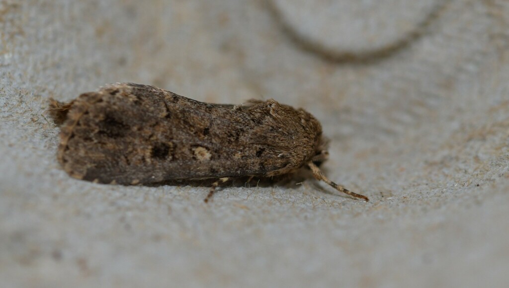 Dark Mottled Willow