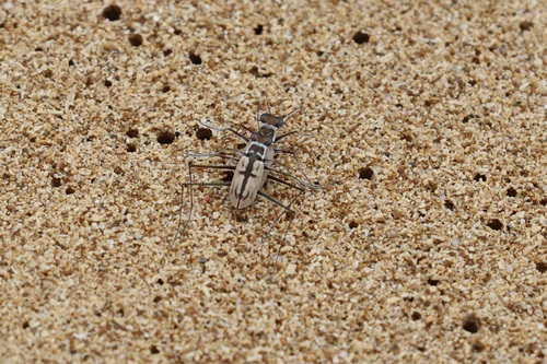 Opilidia graphiptera image