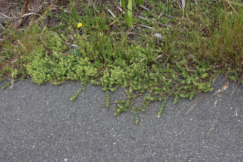 Image of Psoralea decumbens by (c) Tony Rebelo, some rights reserved (CC BY-SA)