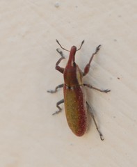 Lixus vilis