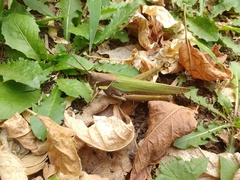 Coryacris angustipennis