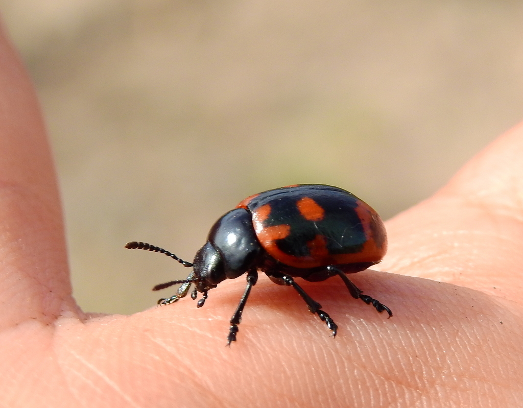 Cryptostetha juanae
