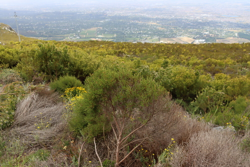 Image of Cliffortia atrata by (c) Tony Rebelo, some rights reserved (CC BY-SA)
