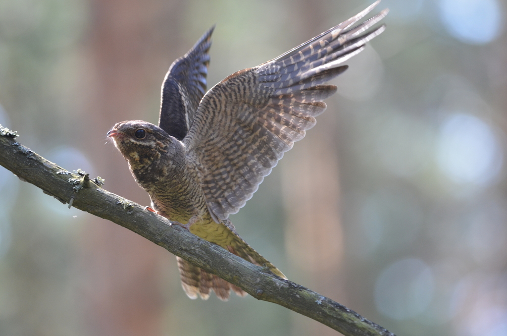 iNaturalist.org. О.Глушенков, Алатырский р-н Чувашия, июль 2017