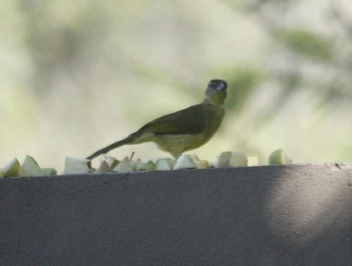 Yellow-bellied Greenbul (Chlorocichla flaviventris), photo 8