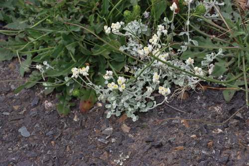 Image of Helichrysum pandurifolium by (c) Tony Rebelo, some rights reserved (CC BY-SA)