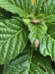 Disonycha spilotrachela