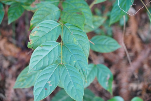 Uncaria rhynchophylla iNat (1)