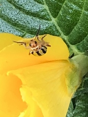 Disonycha spilotrachela