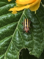 Disonycha spilotrachela