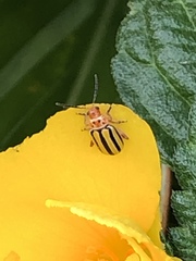 Disonycha spilotrachela