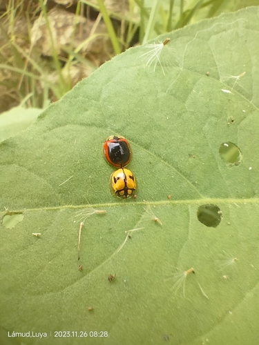 Plagiometriona coccinelloides