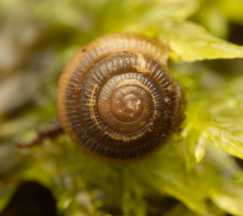 Dentherona dispar observed 2023-11-25