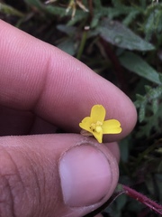 Camissoniopsis ignota