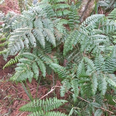 Polybotrya cylindrica image