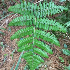 Polybotrya cylindrica image
