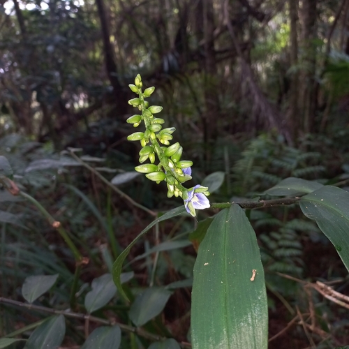 Dichorisandra pubescens (Dichorisandra pubescens)