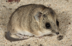 Fat-Tailed Dunnart photo 2