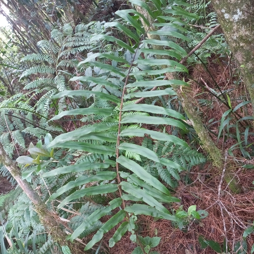 Image of Greater Hard-Fern (Blechnum cordatum) by (c) Patrícia Mees, some rights reserved (CC BY)