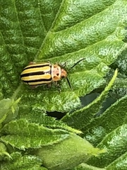 Disonycha spilotrachela