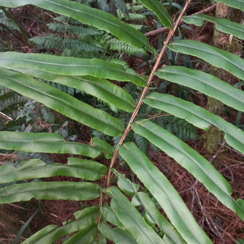 Image of Greater Hard-Fern (Blechnum cordatum) by (c) Patrícia Mees, some rights reserved (CC BY)