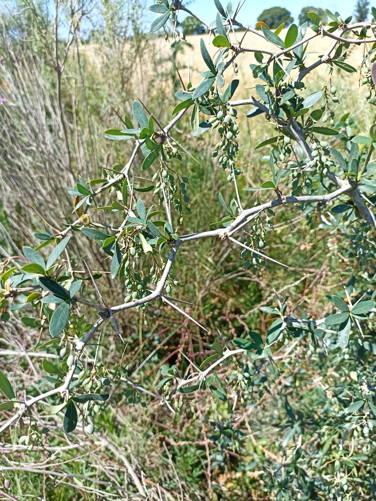 Berberis laurina; photograph Karina Viera, CC BY, iNaturalist via GBIF
