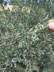 Karina Viera, CC BY, iNaturalist via GBIF Berberis laurina, photograph Karina Viera, CC BY, iNaturalist via GBIF