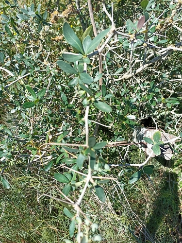Berberis laurina, photograph 2