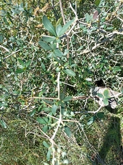 Karina Viera, CC BY, iNaturalist via GBIF Berberis laurina, photograph Karina Viera, CC BY, iNaturalist via GBIF