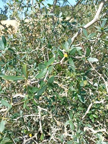 Berberis laurina, photograph 3